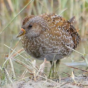 Spotted Crake